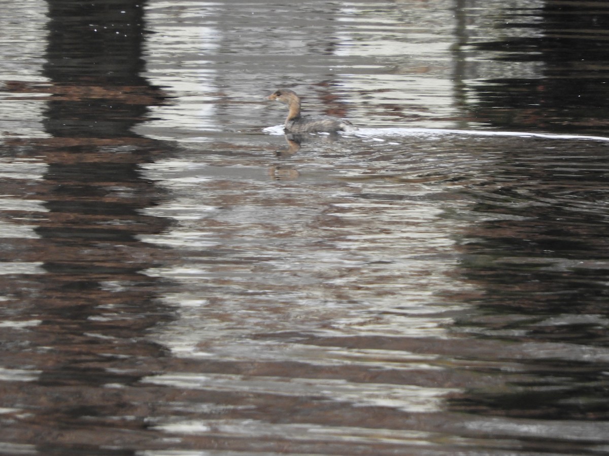 Pied-billed Grebe - ML281123141