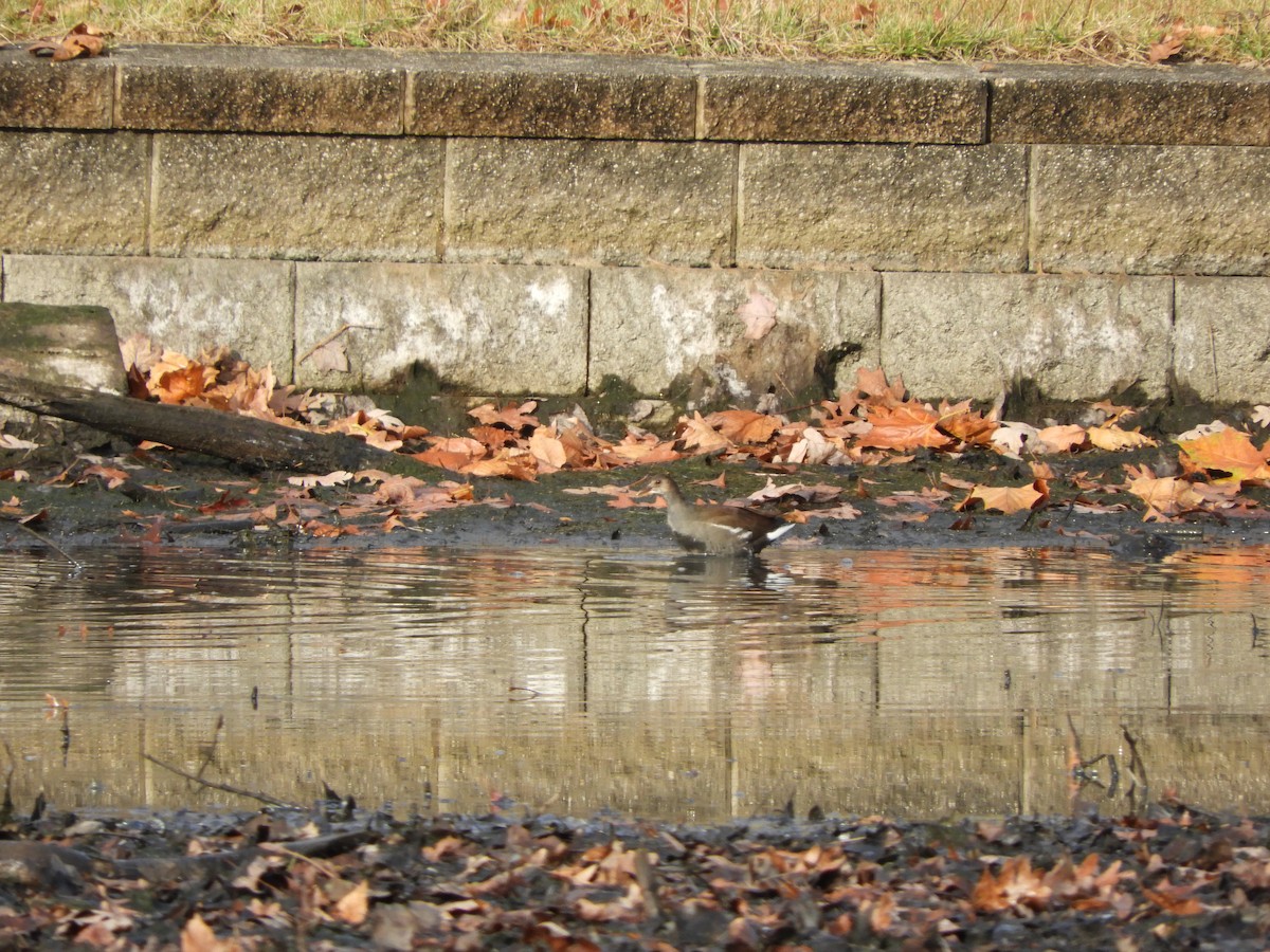 Common Gallinule - ML281123581