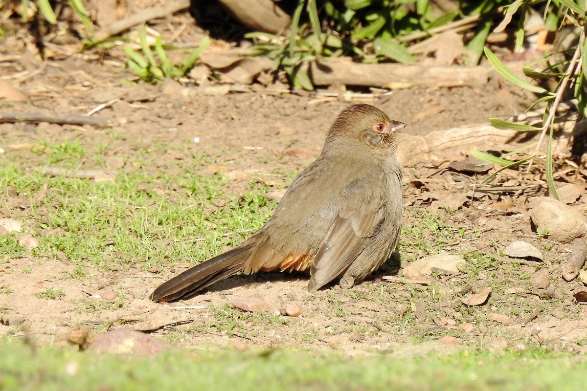 California Towhee - ML281126191