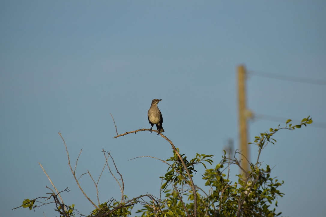 Sinsonte de Bahamas - ML281127341