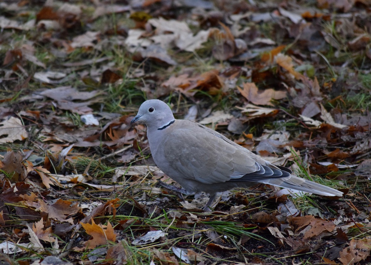 Eurasian Collared-Dove - ML281129381