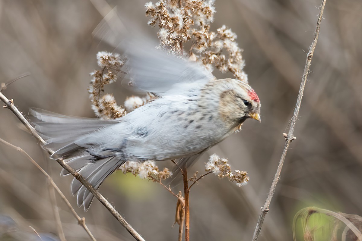 Redpoll (Hoary) - Sue Barth