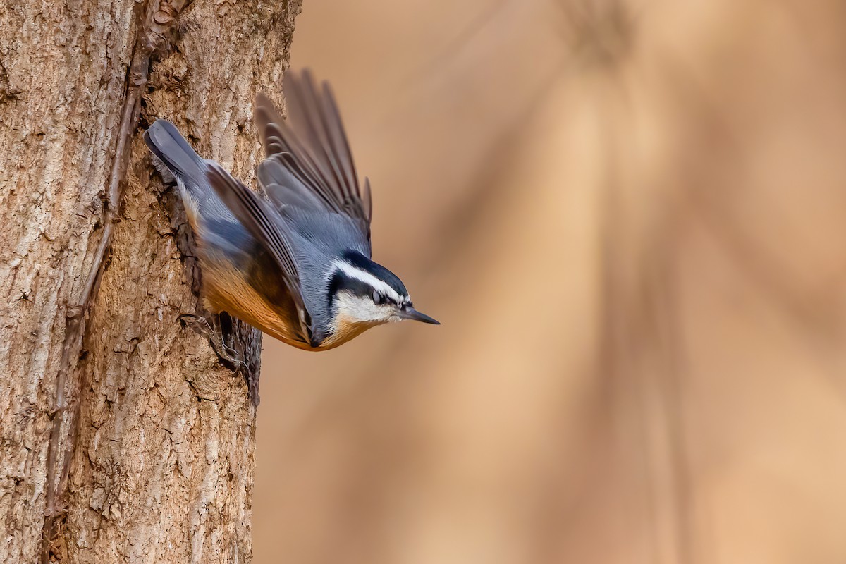 Red-breasted Nuthatch - ML281130621