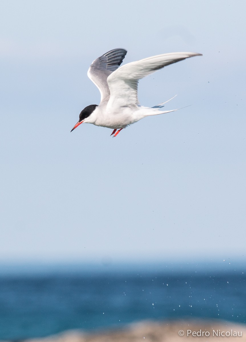 Common Tern - ML281131371