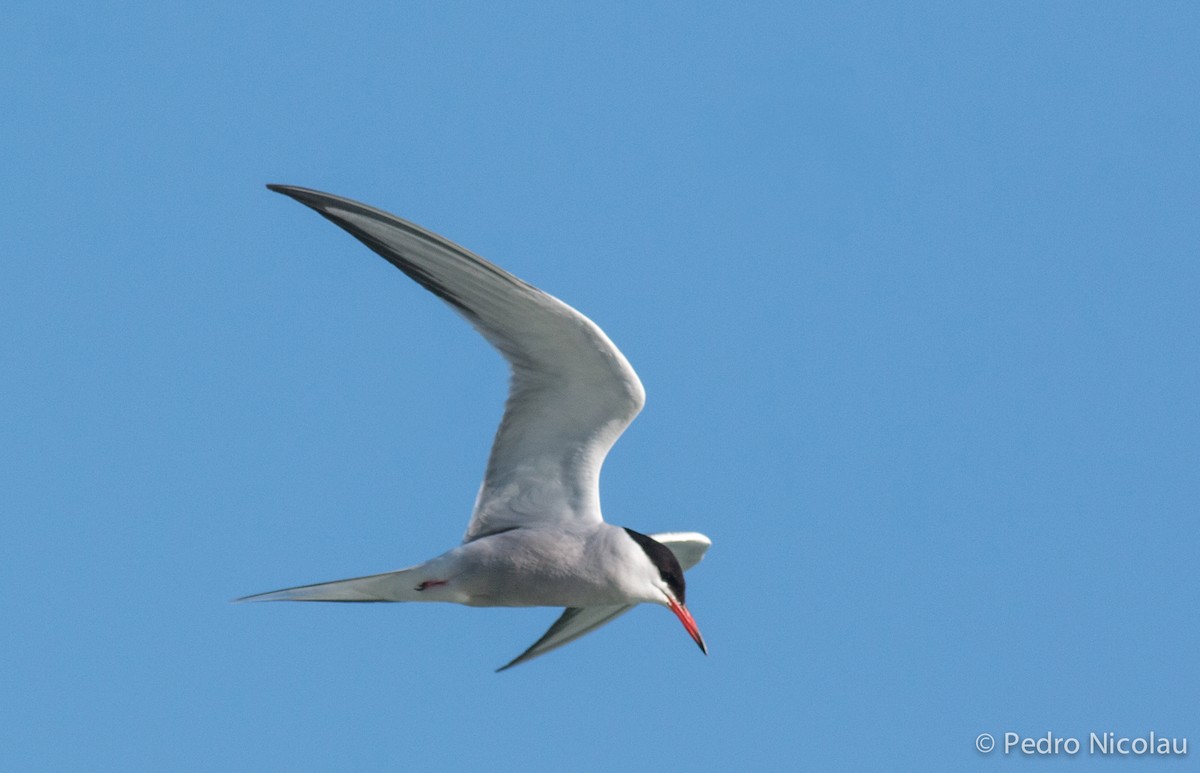 Common Tern - ML281131381