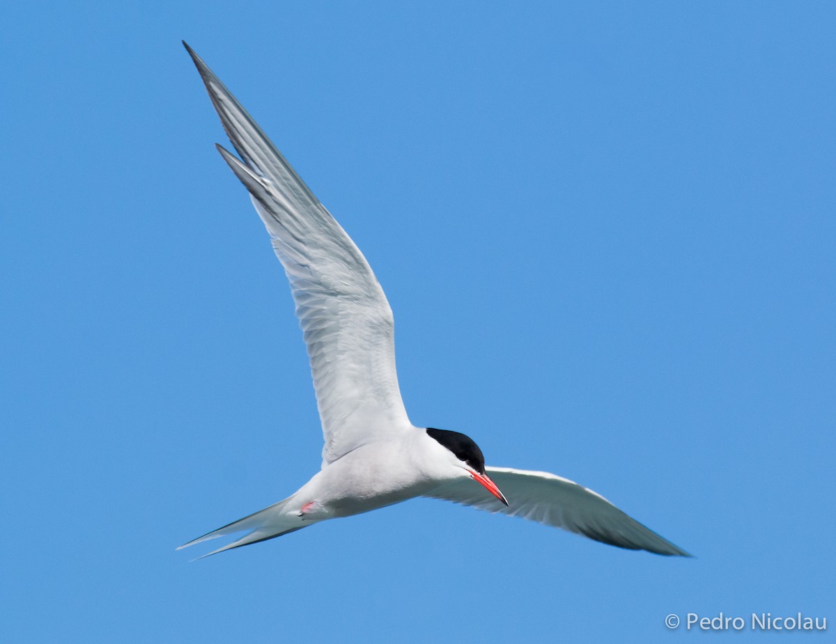 Common Tern - ML281131401