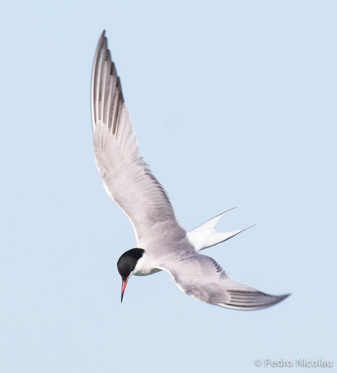 Common Tern - ML281131411