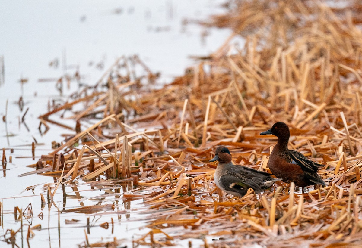 Green-winged Teal - ML281131461