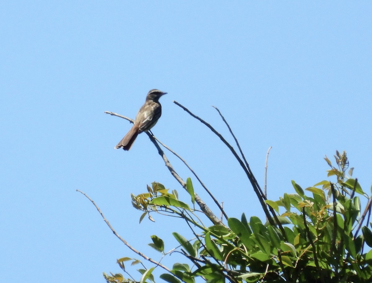 Variegated Flycatcher - ML281134021