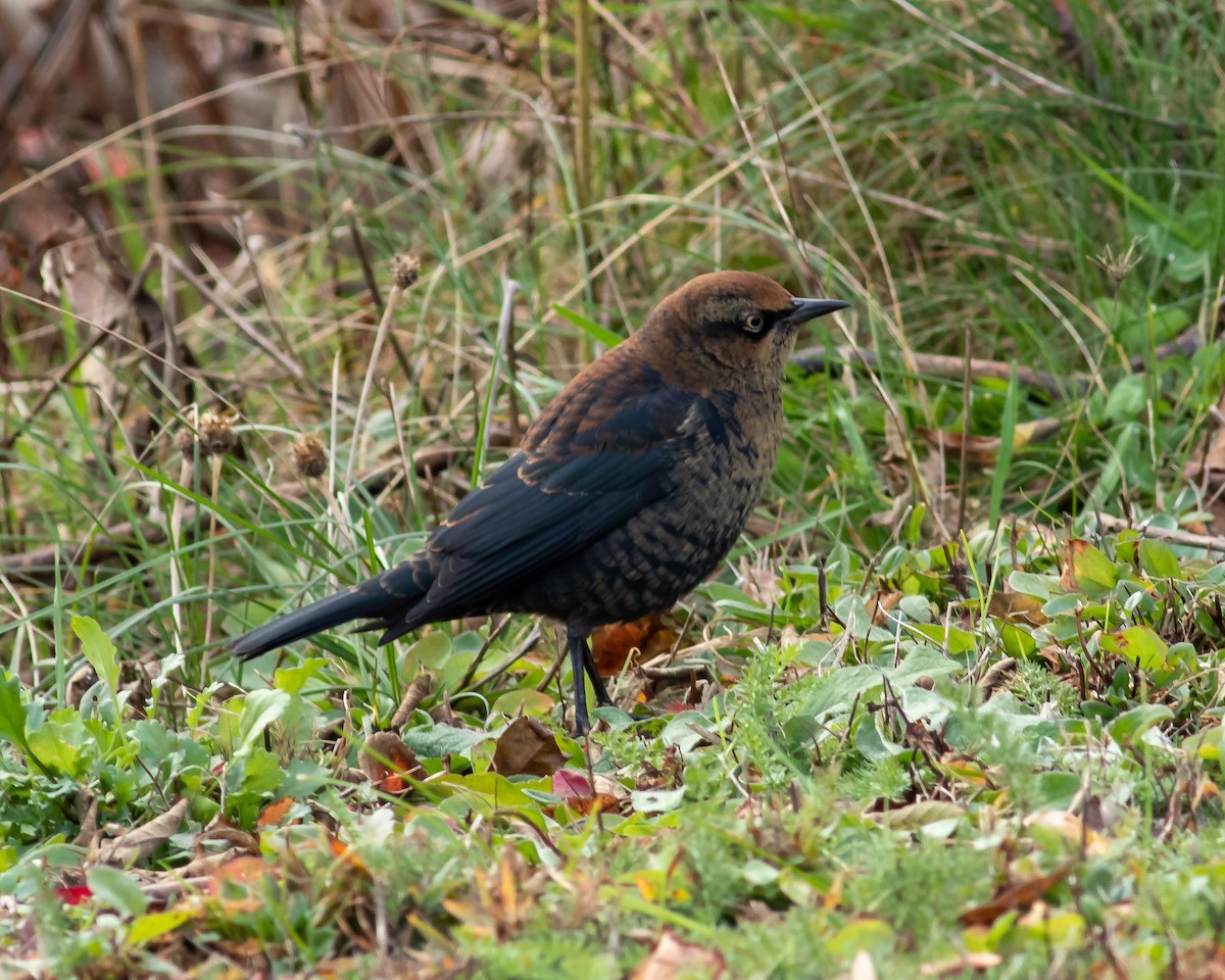 Rusty Blackbird - ML281134471
