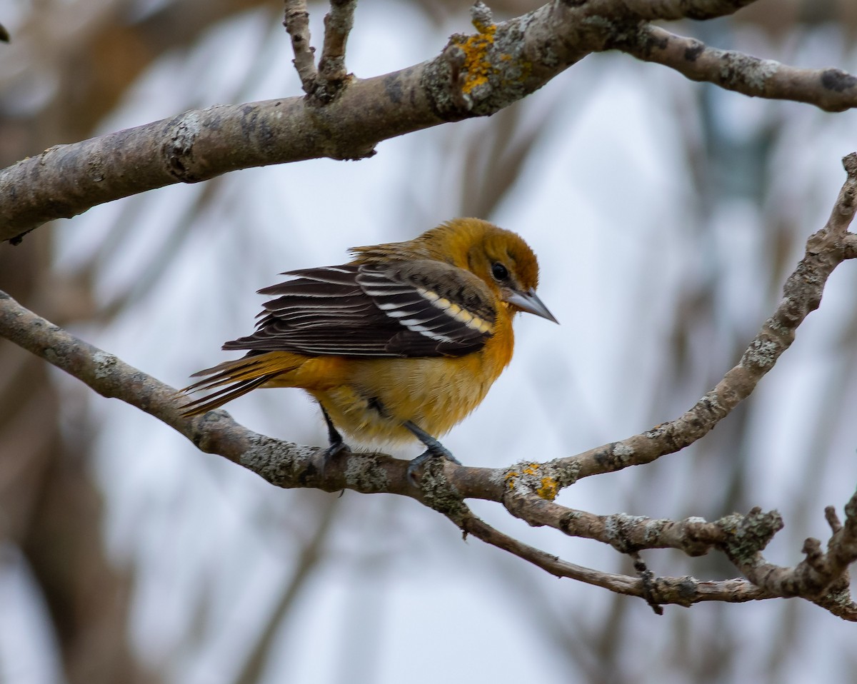 Baltimore Oriole - ML281134541