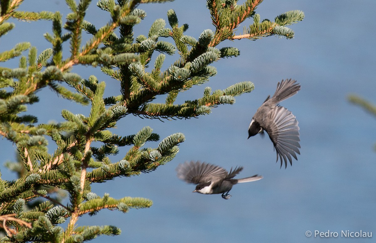 Willow Tit - ML281134561