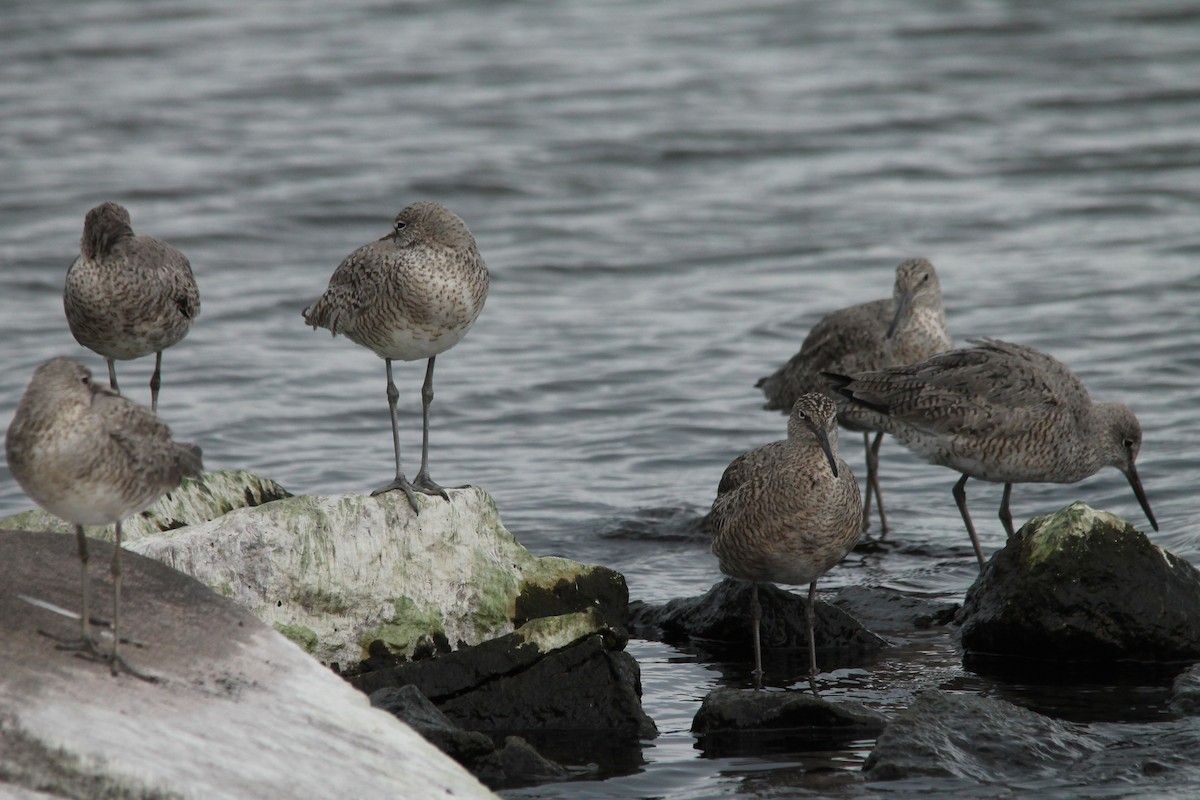 Willet - ML28113511