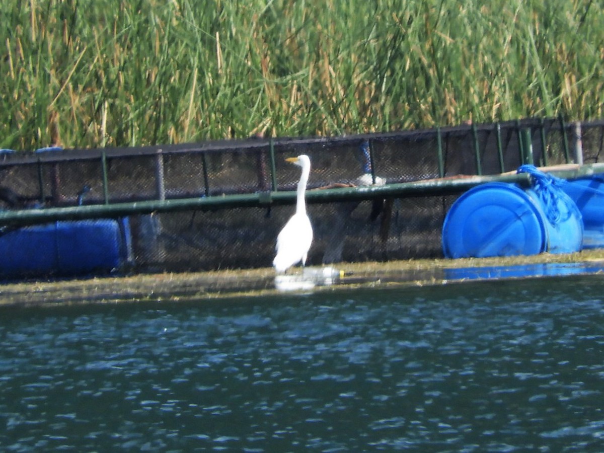 Great Egret - María Eugenia Paredes Sánchez