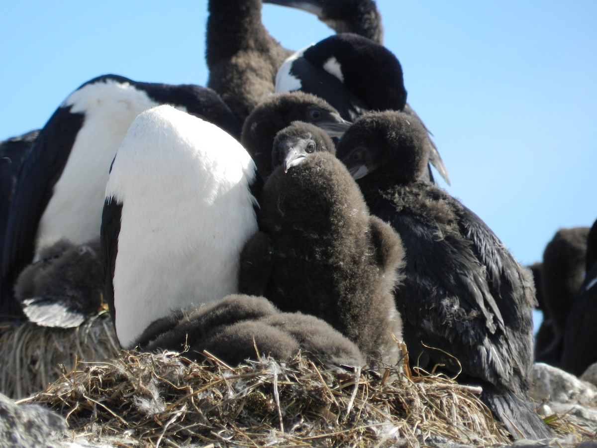 Imperial Cormorant - ML281137491