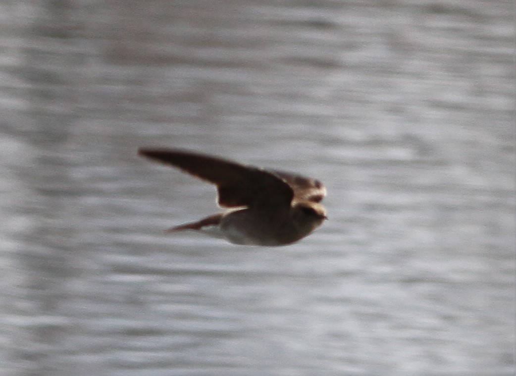 Northern Rough-winged Swallow - ML28113751