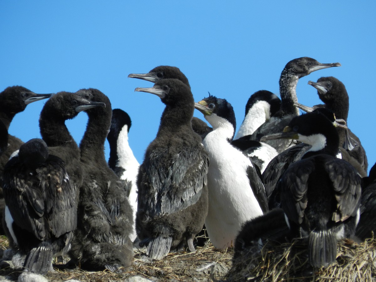 Imperial Cormorant - ML281137571