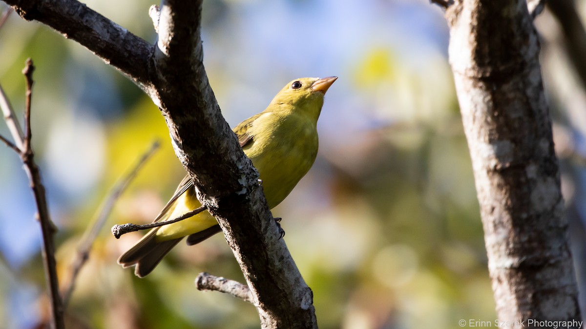 Scarlet Tanager - ML281138551