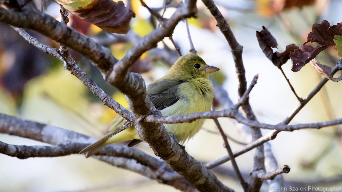 Scarlet Tanager - ML281138561
