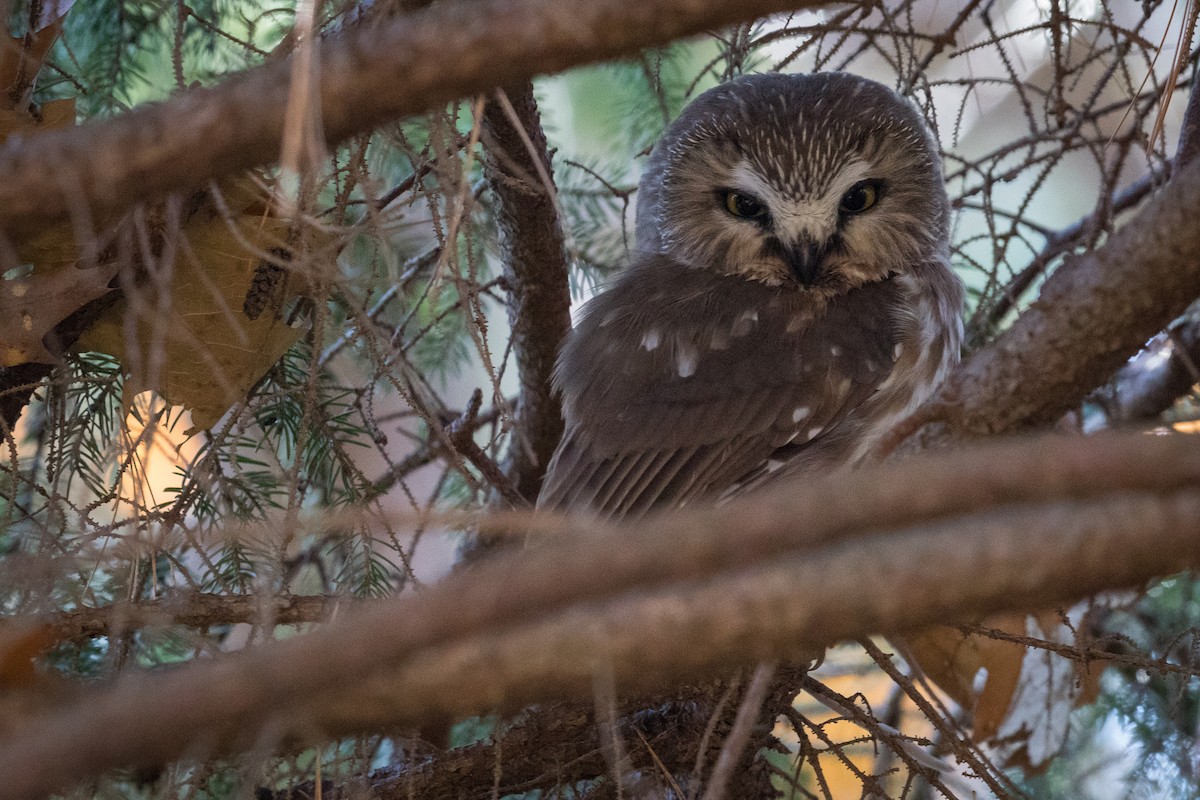 Northern Saw-whet Owl - ML281138881