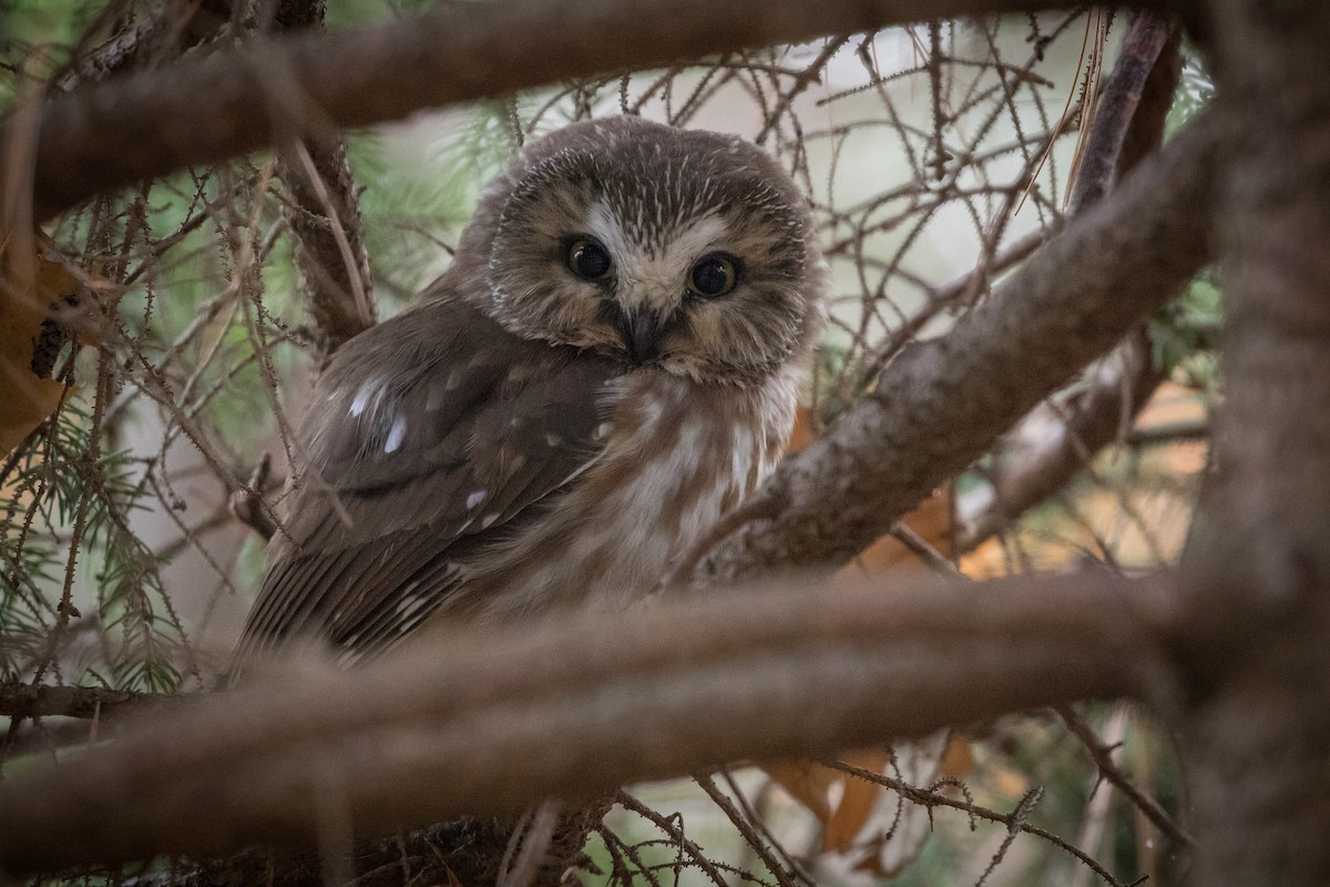 Northern Saw-whet Owl - ML281138991