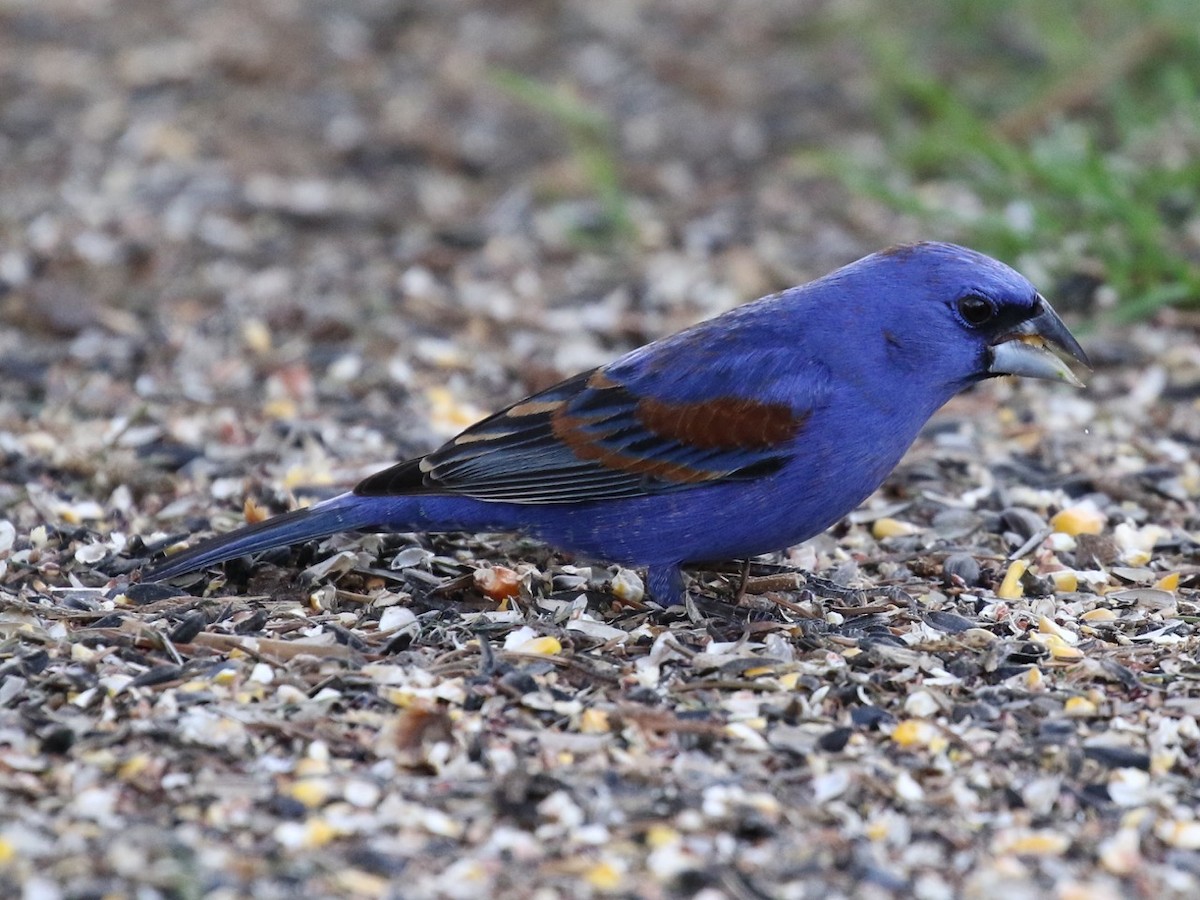 Blue Grosbeak - ML28113921