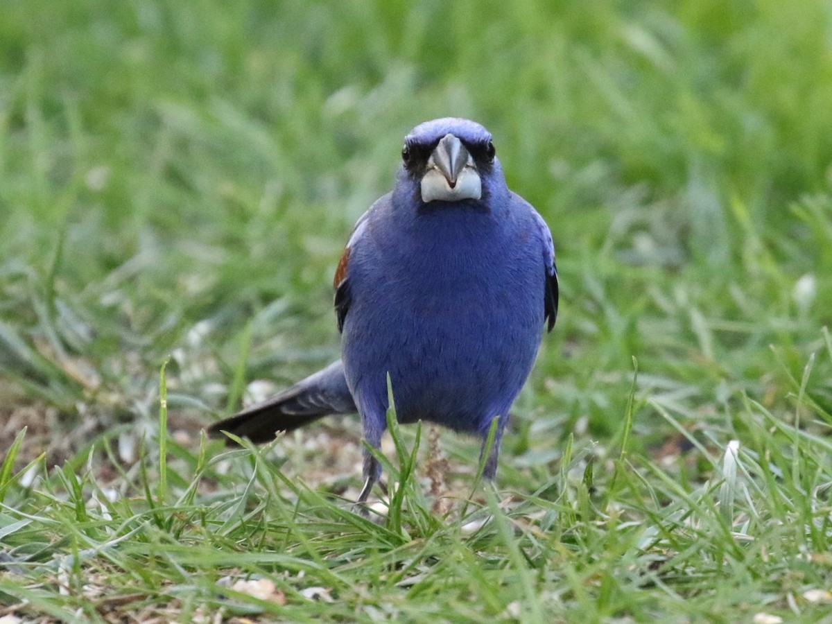 Blue Grosbeak - ML28113951