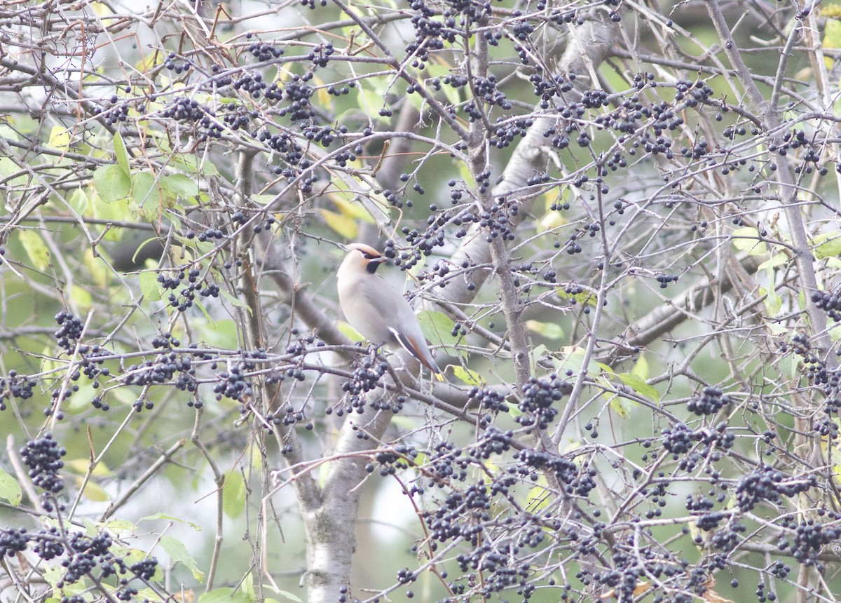 Bohemian Waxwing - ML281140211