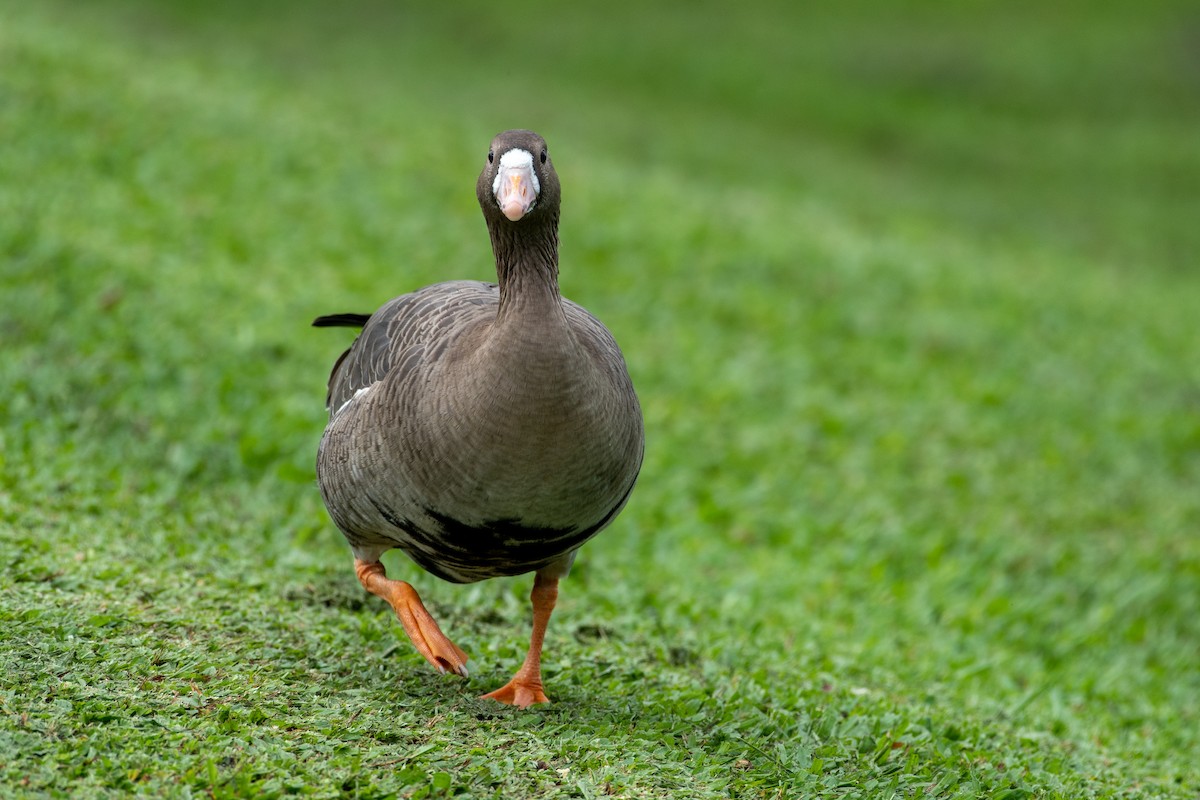 Greater White-fronted Goose - ML281140911