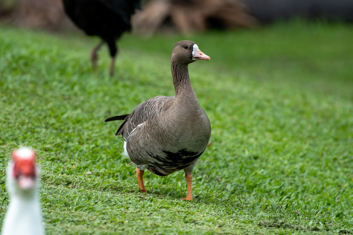 Greater White-fronted Goose - ML281140931