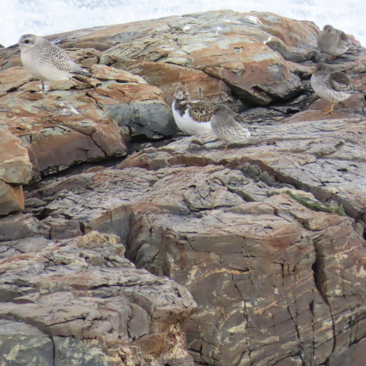 Ruddy Turnstone - ML281141141