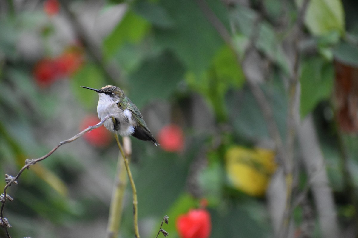 Ruby-throated Hummingbird - ML281141641
