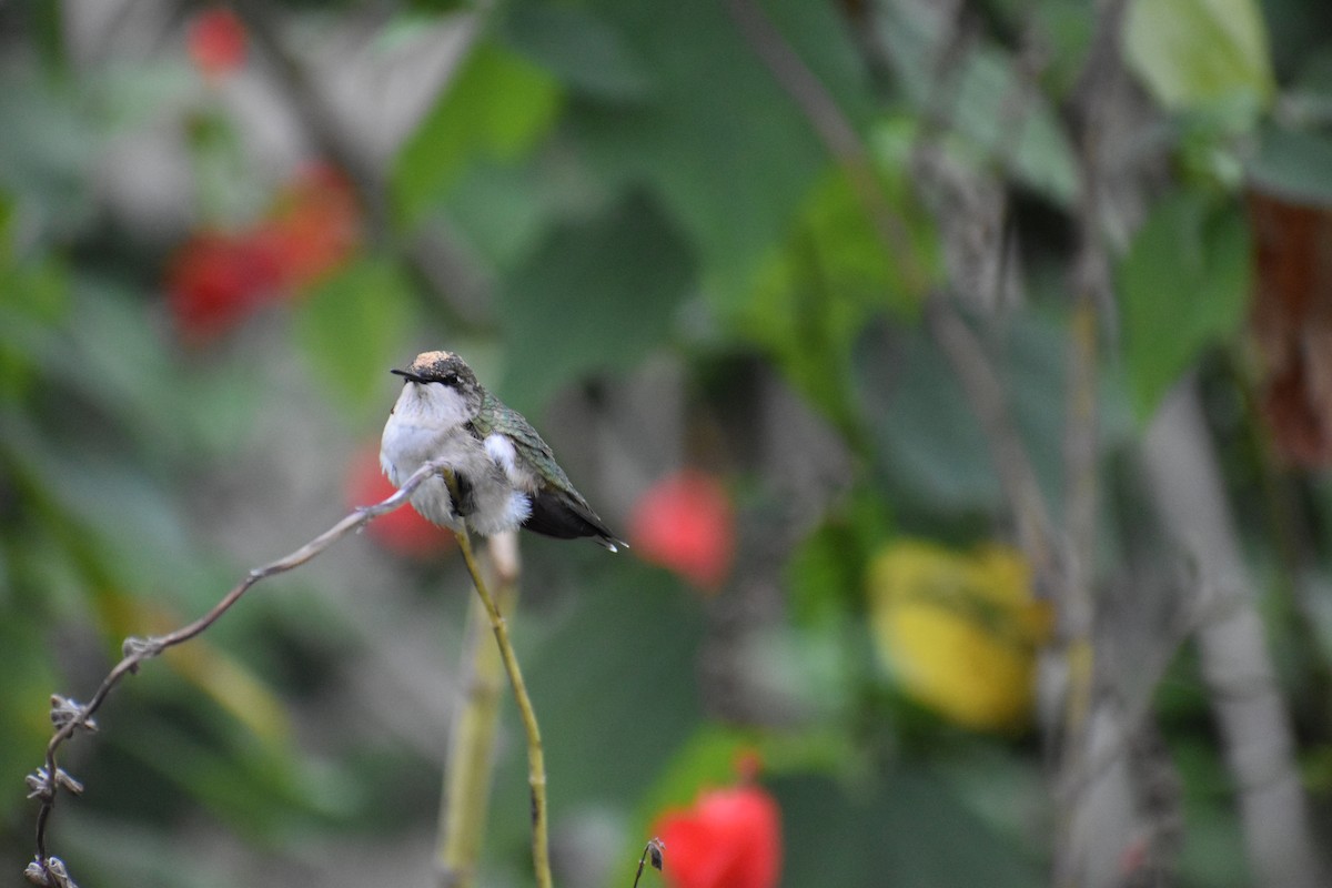 Ruby-throated Hummingbird - ML281141681