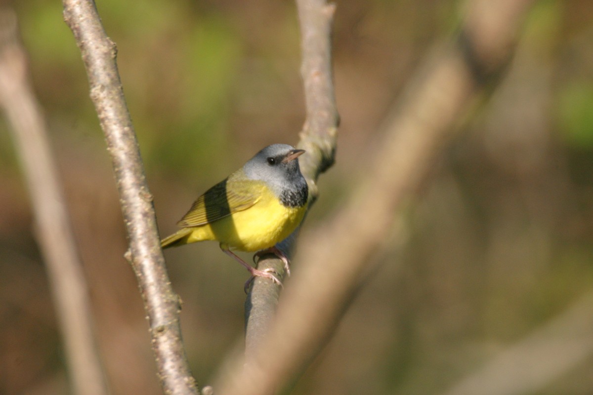 Mourning Warbler - ML281144011