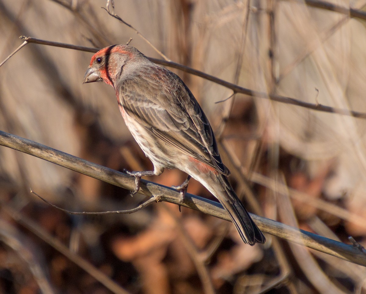 House Finch - ML281145101