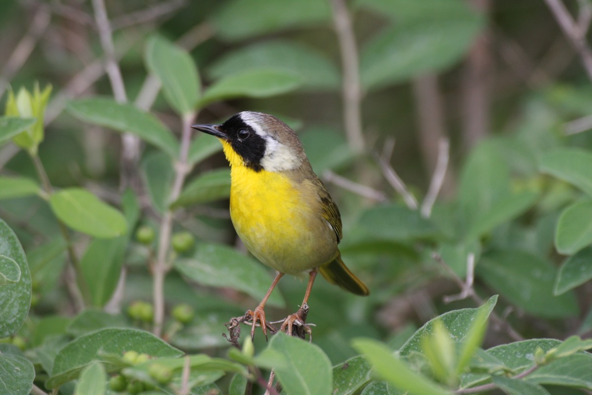 Common Yellowthroat - ML281146011