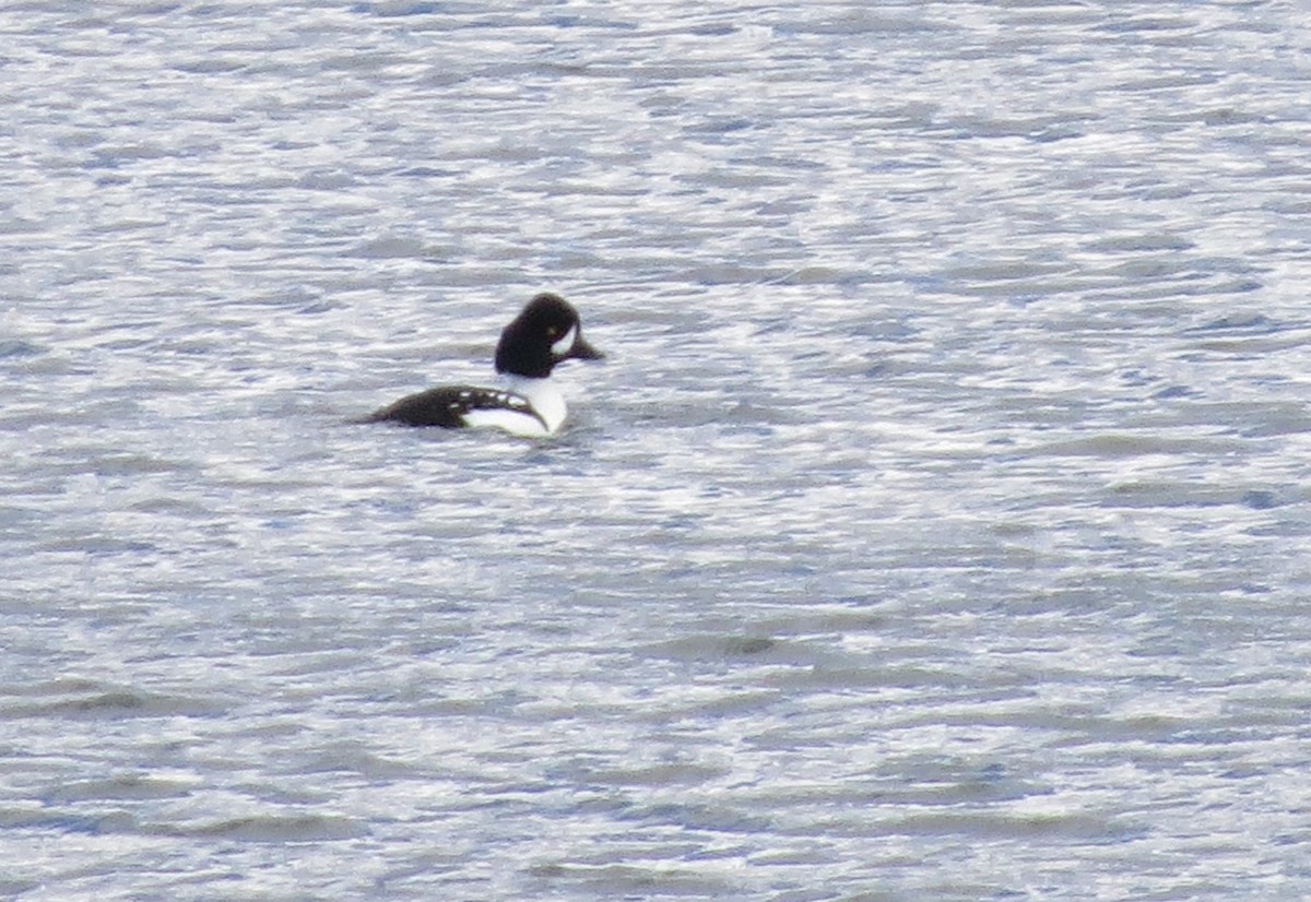 Barrow's Goldeneye - ML281146021