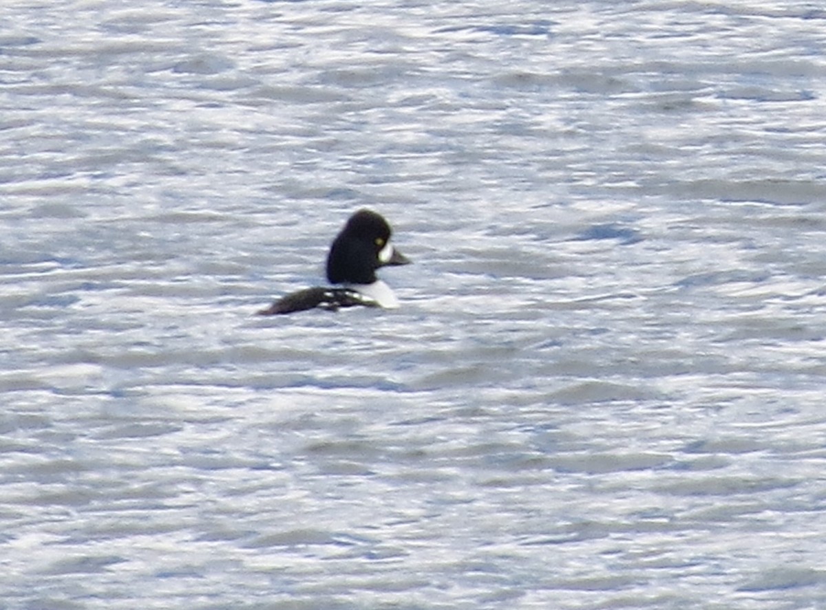 Barrow's Goldeneye - ML281146071
