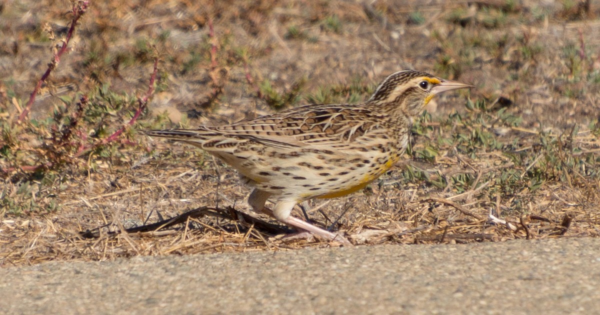 Western Meadowlark - ML281146131