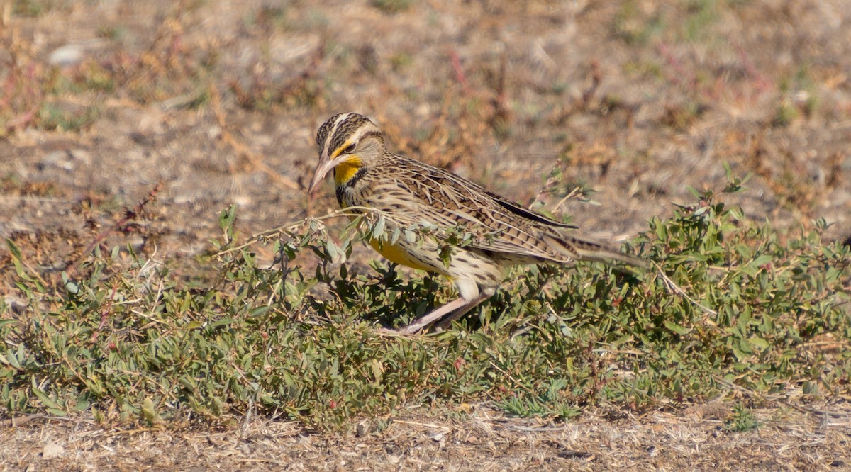 Western Meadowlark - ML281146151