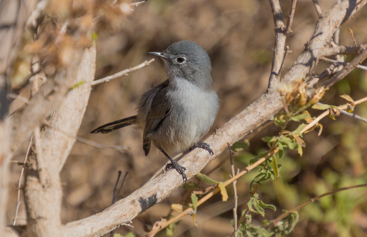 California Gnatcatcher - ML281146581