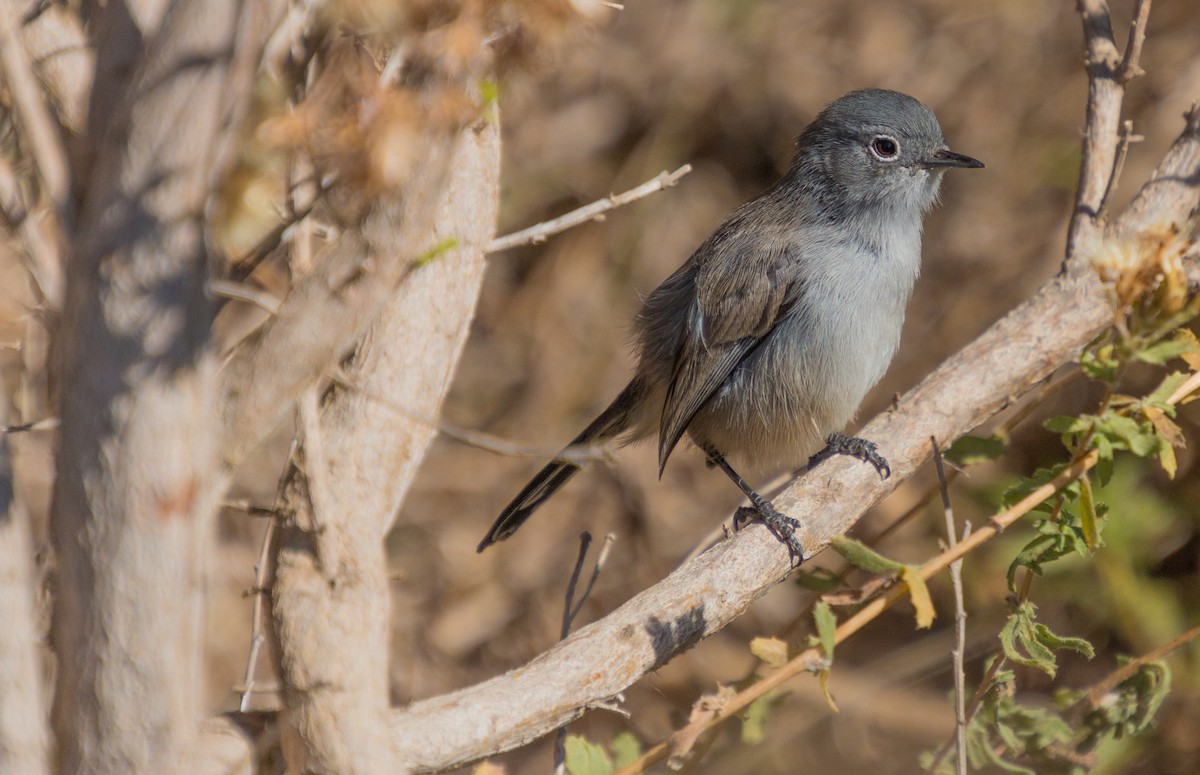 California Gnatcatcher - ML281146601