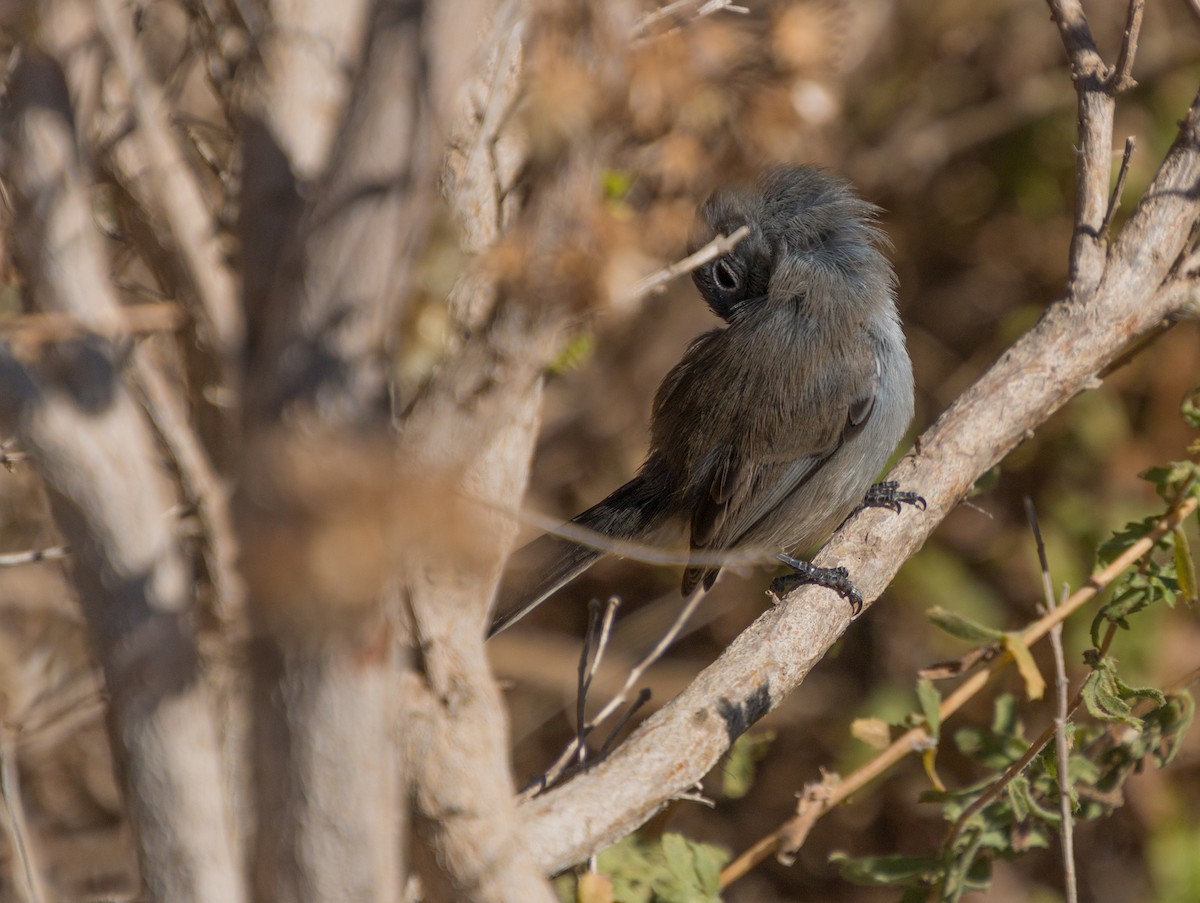 California Gnatcatcher - ML281146611