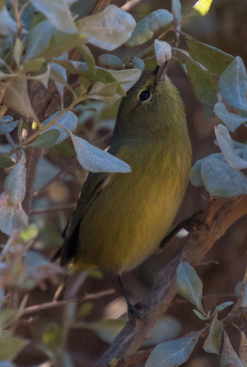 Orange-crowned Warbler - Peter Bedrossian