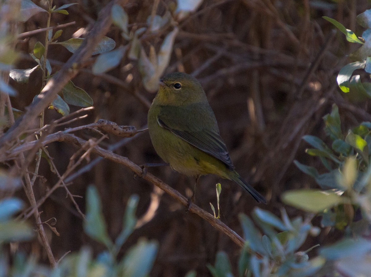 Orange-crowned Warbler - ML281146901