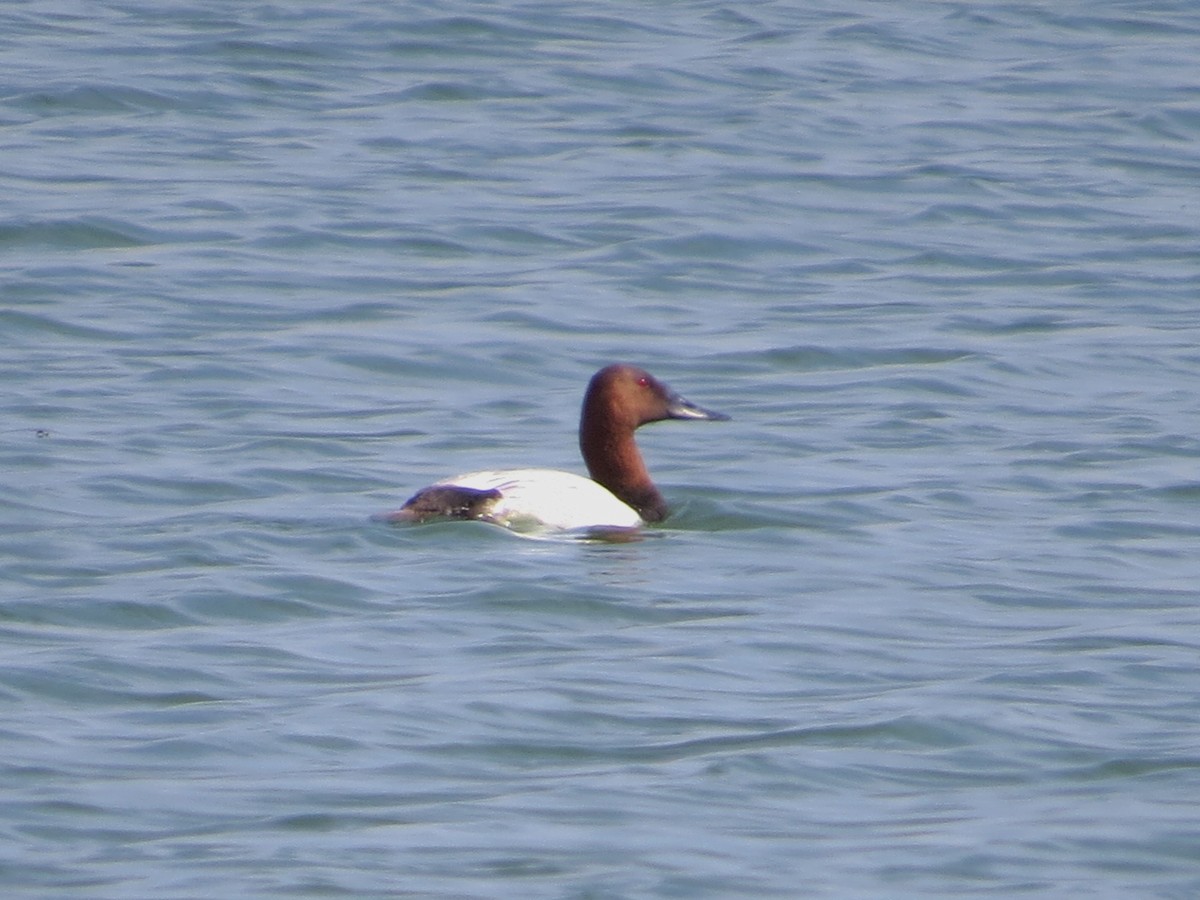 Canvasback - ML28114691