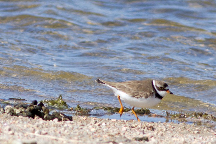 Semipalmated Plover - Richard Bunn