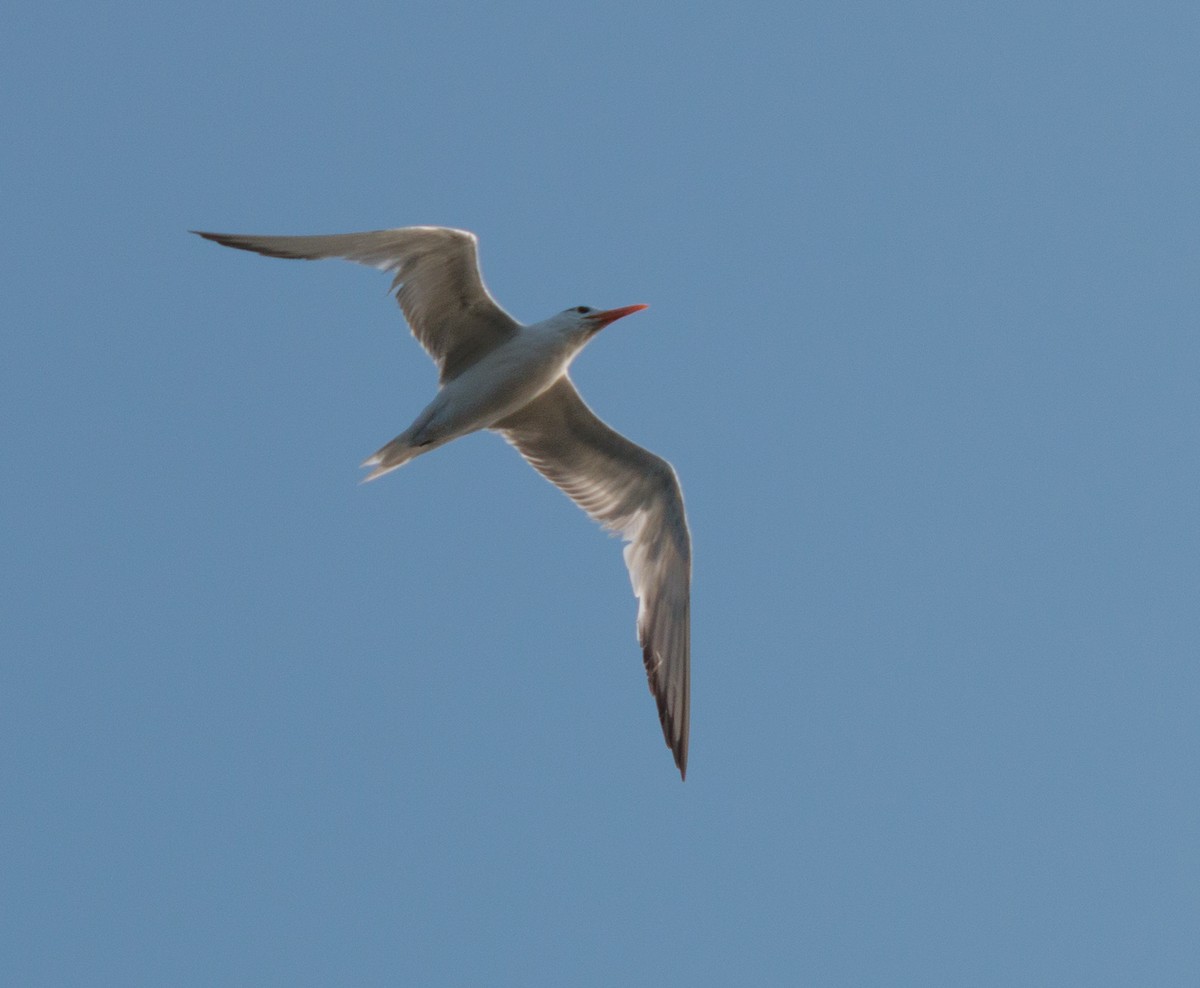 Royal Tern - ML281148641