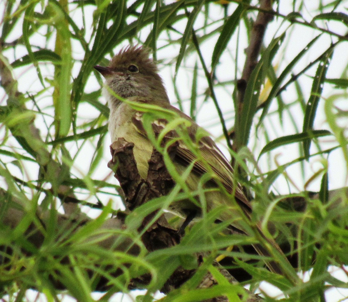 Large Elaenia - Matias Almeida