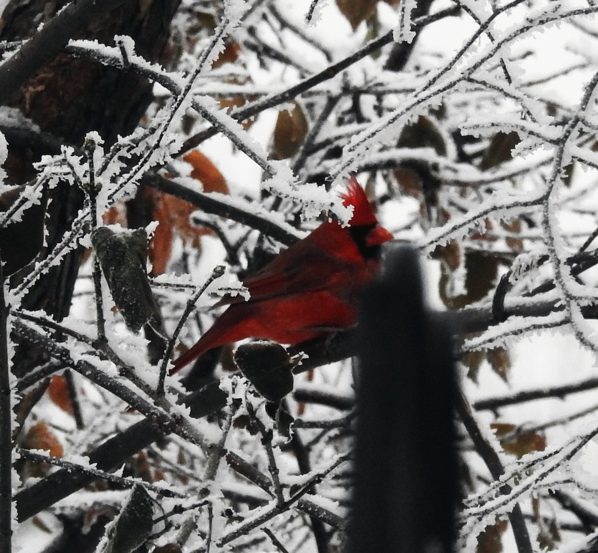 Northern Cardinal - ML281149781